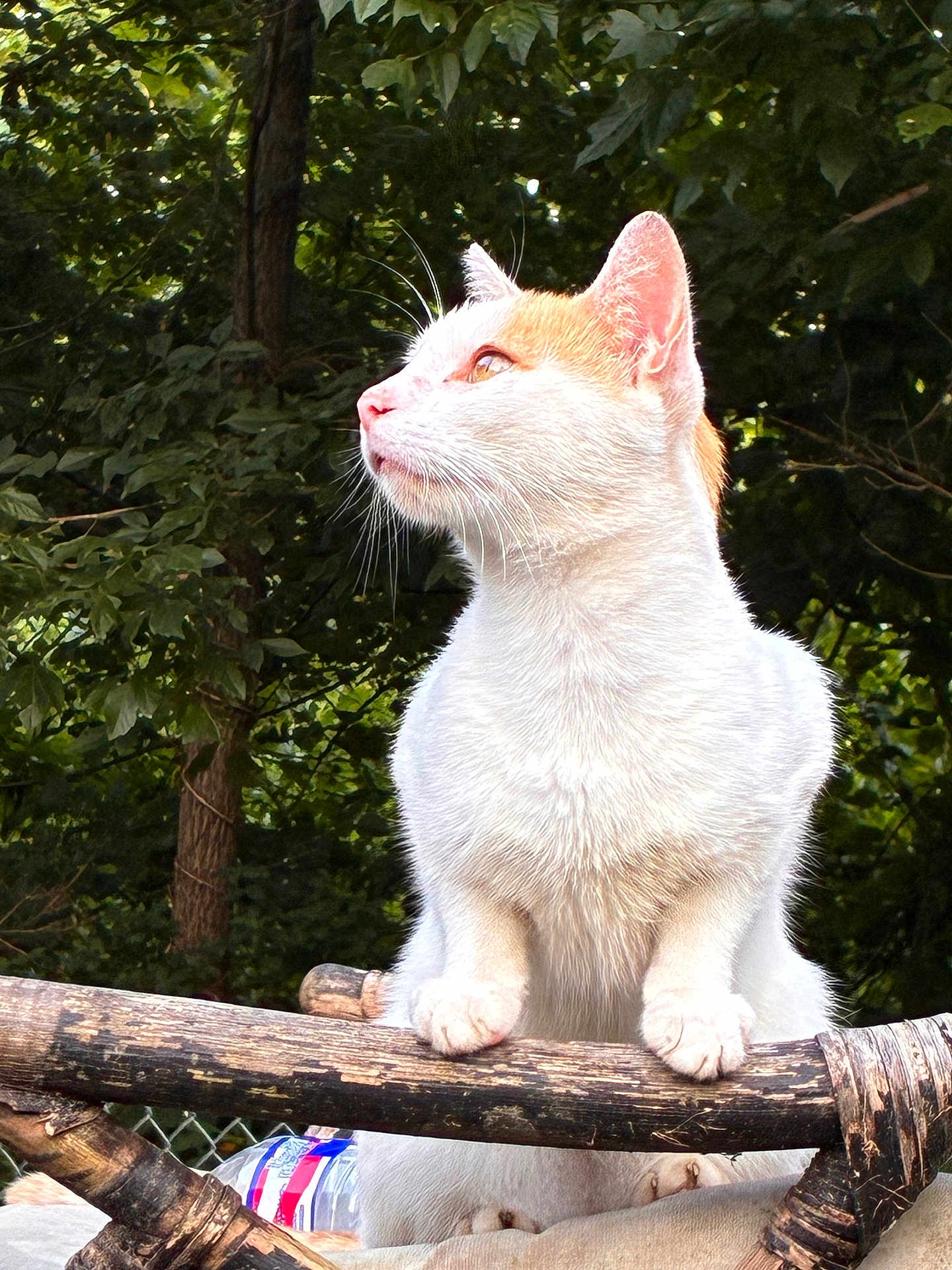 Mister