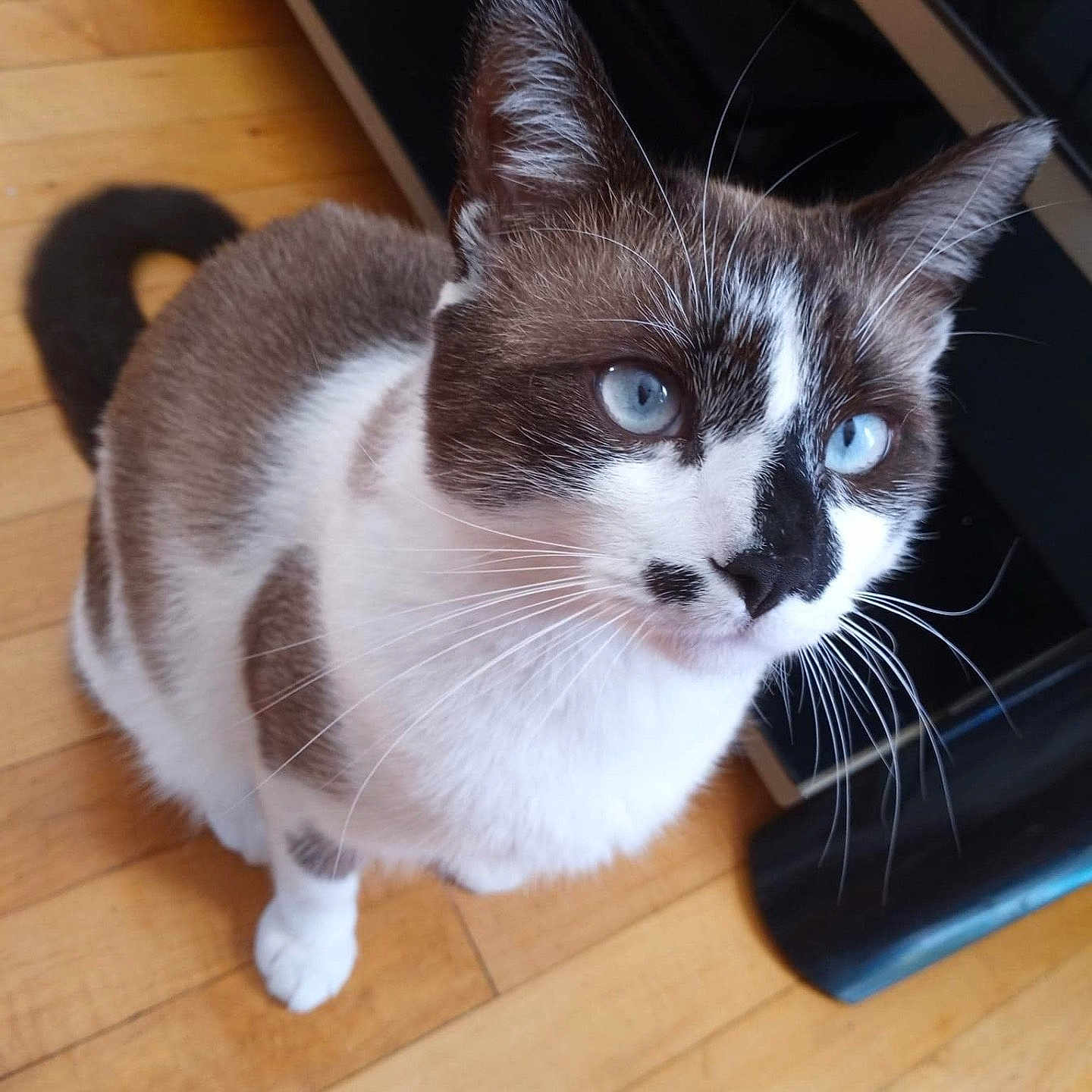 Kai is registered to the contest to win money with this photo: abyssinian, animal, cat, computer, desk, drawer, electronics, furniture, hardwood, indoors, interiordesign, kitten, manx, pc, pet, plywood, siamese, stainedwood, table, wood