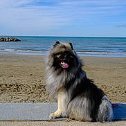 Silka a rejoint le concours — aidez-le/la à gagner de superbes lots ! dog, beach, sand, ocean, sky, clouds, water, sunny, happy, tongue_out, furry, sitting, outdoor, nature, coast, rocky_breakwater, calm, daytime, pet, canine