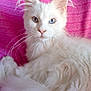 Perle a rejoint le concours — aidez-le/la à gagner de superbes lots ! cat, white_cat, fluffy, long_hair, heterochromia, blue_eye, green_eye, pet, feline, animal, pink_blanket, resting, portrait, indoor, cute, whiskers, ears, tail, soft_fur, relaxed