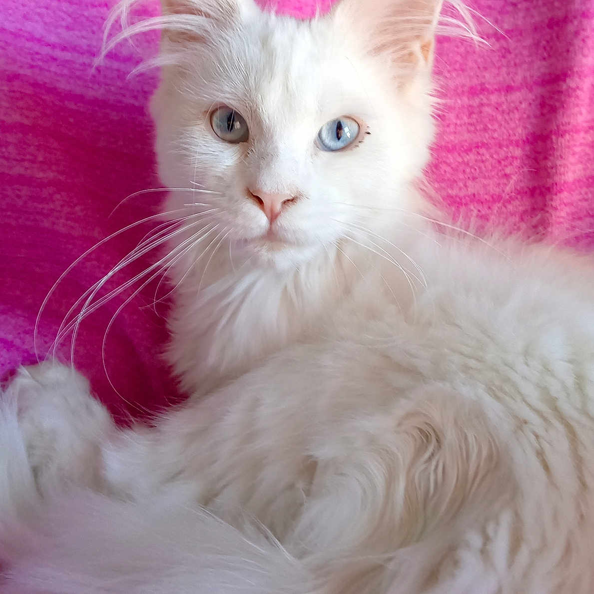 Perle a rejoint le concours — aidez-le/la à gagner de superbes lots ! animal, blue_eye, cat, cute, ears, feline, fluffy, green_eye, heterochromia, indoor, long_hair, pet, pink_blanket, portrait, relaxed, resting, soft_fur, tail, whiskers, white_cat
