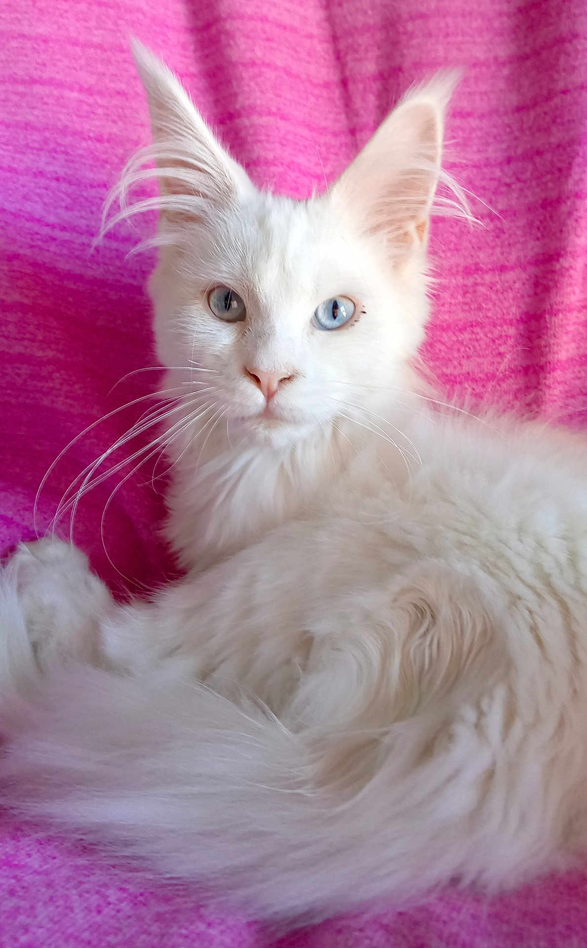 Perle a rejoint le concours — aidez-le/la à gagner de superbes lots ! cat, white_cat, fluffy, long_hair, heterochromia, blue_eye, green_eye, pet, feline, animal, pink_blanket, resting, portrait, indoor, cute, whiskers, ears, tail, soft_fur, relaxed