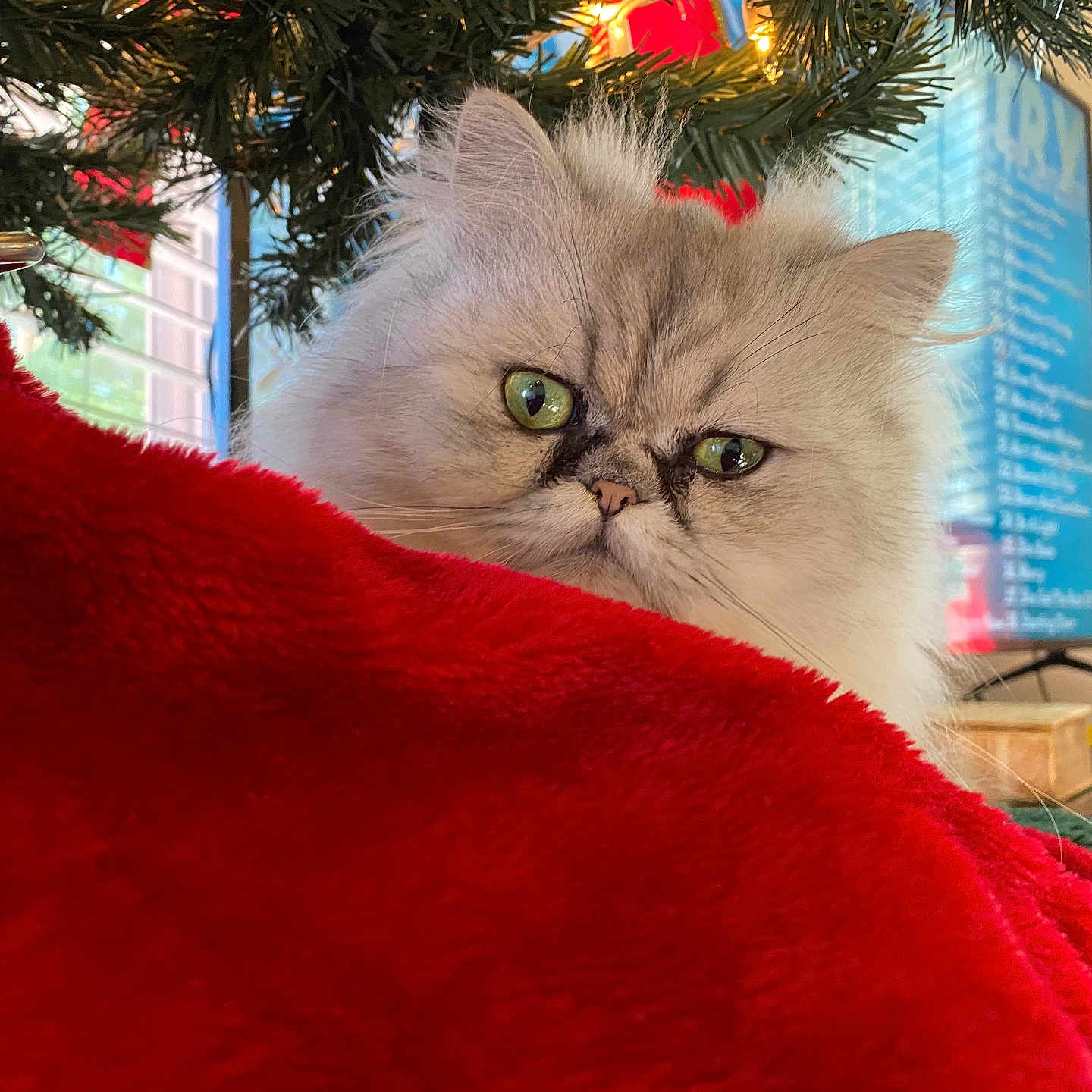 Billi joined the competition — help win amazing prizes! animal, cat, christmas_tree, closeup, cozy, cute, decor, eyes, face, feline, fluffy, fur, greenery, holiday, home, indoor, living_room, pet, red_blanket, white_cat
