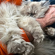 Billi joined the competition — help win amazing prizes! cat, fluffy, fur, paw, hand, person, orange_clothing, blue_jeans, indoor, closeup, pet, animal, holding, feline, cozy, relaxed, mammal, cute, whiskers, resting