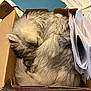 cat, sleeping, box, cardboard, fluffy, fur, curled_up, nap, indoor, papers, documents, tablecloth, cozy, pet, feline, resting, domestic_animal, quiet, relaxed, household
