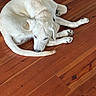 dog, white_dog, curled_up, wooden_floor, pet, animal, indoor, laying_down, fur, canine, resting, domestic_animal, cozy, paw, snout, ears, tail, floor, quiet, peaceful