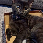 Bean joined the competition — help win amazing prizes! black_cat, cardboard_box, carpet, cat, close_up, collar, couch, cozy, curious, eyes, feline, fur, indoors, kitten, paws, pet, portrait, sitting, tail, whiskers