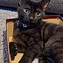 black_cat, cardboard_box, carpet, cat, close_up, collar, couch, cozy, curious, eyes, feline, fur, indoors, kitten, paws, pet, portrait, sitting, tail, whiskers
