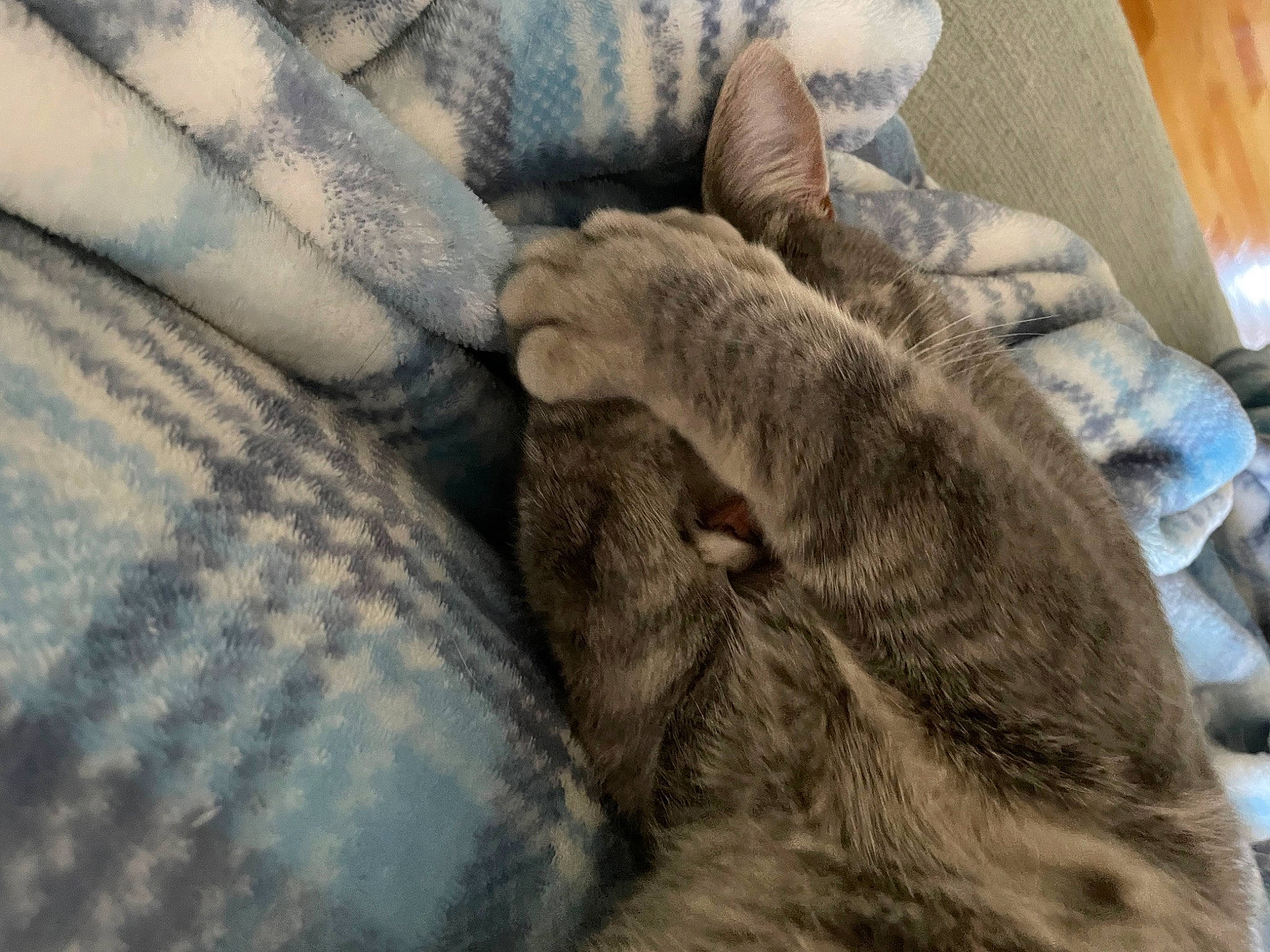 Peyton is registered to the contest to win money with this photo: canidae, carnivore, cat, claw, comfort, domestic_short_haired_cat, felidae, fur, grey, human_leg, linens, nail, nap, sleep, small_to_medium_sized_cats, sporting_group, tail, textile, whiskers, wood