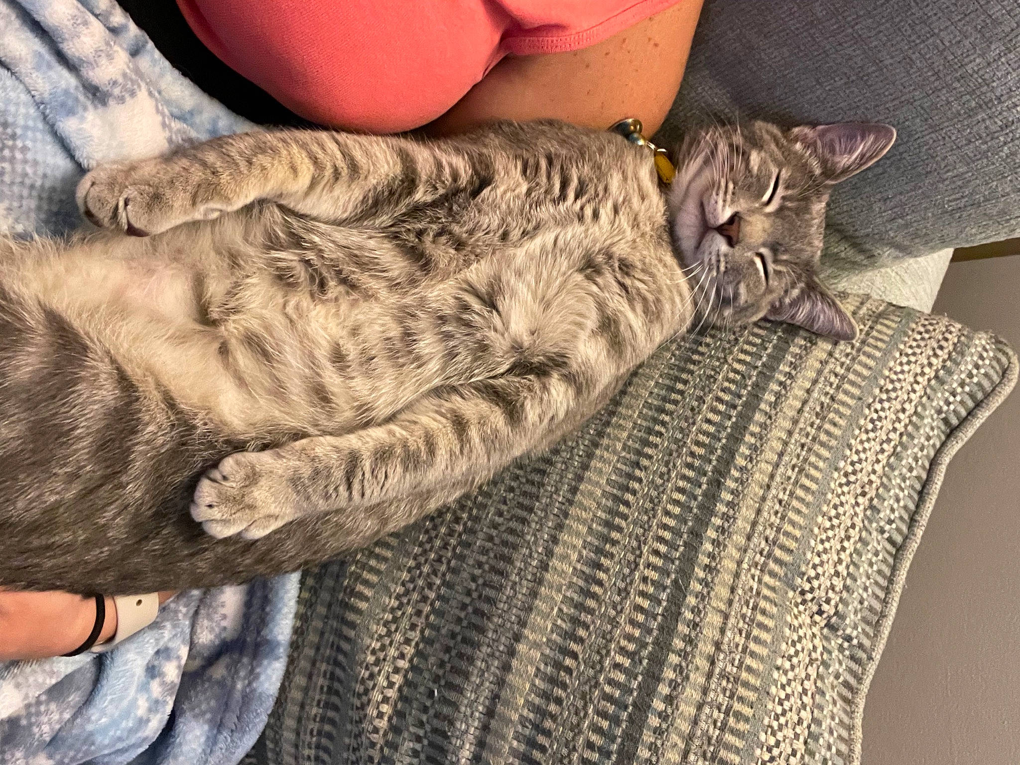 Peyton is registered to the contest to win money with this photo: carnivore, cat, comfort, domestic_short_haired_cat, fawn, felidae, fur, grey, human_leg, lap, leg, linens, military_camouflage, pattern, small_to_medium_sized_cats, tail, textile, thigh, whiskers, wood