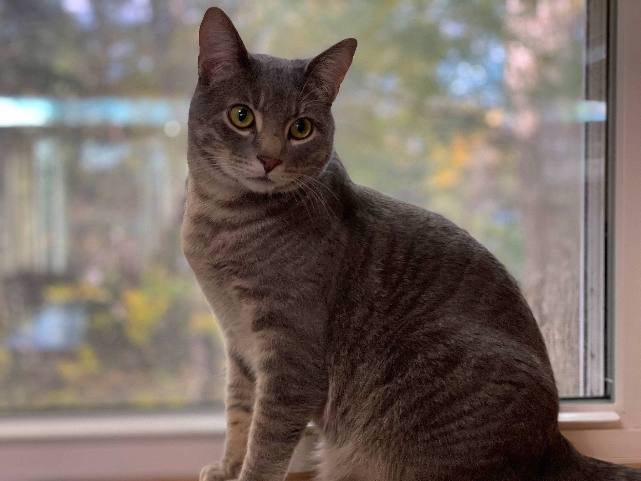 Peyton is registered to the contest to win money with this photo: carnivore, cat, domestic_short_haired_cat, eye, fawn, felidae, fur, grey, small_to_medium_sized_cats, snout, tail, terrestrial_animal, whiskers, wildlife, window