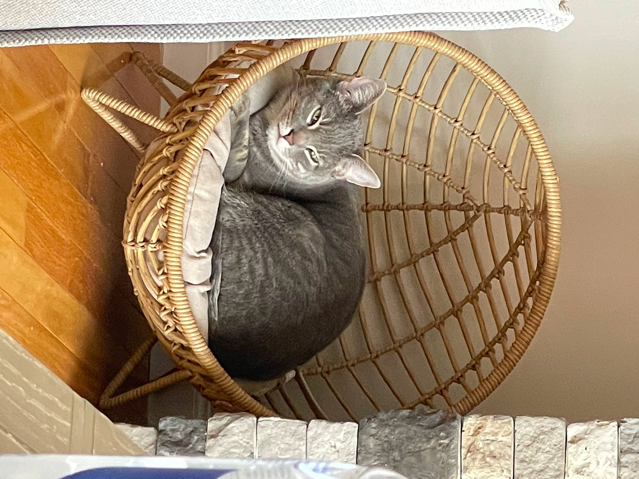 Peyton joined the competition — help win amazing prizes! artifact, automotive_tire, carnivore, cat, circle, comfort, domestic_short_haired_cat, felidae, fur, hardwood, metal, plant, rectangle, sculpture, small_to_medium_sized_cats, terrestrial_animal, tree, whiskers, wicker, wood