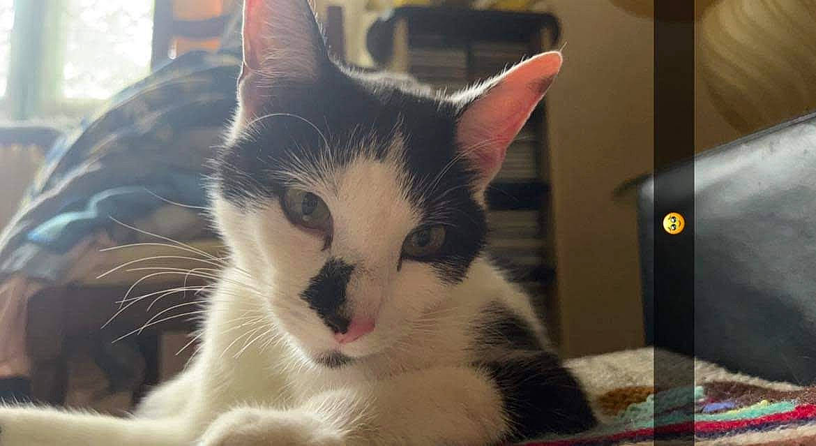 Salsa a rejoint le concours — aidez-le/la à gagner de superbes lots ! box, carnivore, cat, cat_furniture, cat_supply, domestic_short_haired_cat, felidae, fur, paw, pet_supply, small_to_medium_sized_cats, snout, tail, whiskers, window