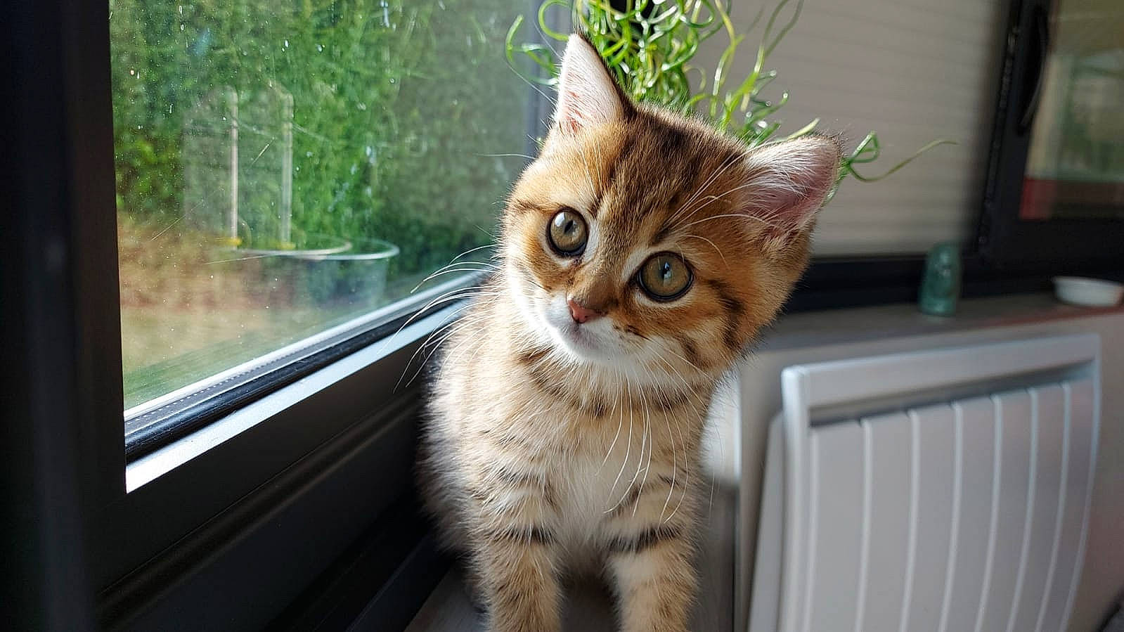 Rhéa a rejoint le concours — aidez-le/la à gagner de superbes lots ! aegean_cat, american_wirehair, asian, carnivore, cat, domestic_short_haired_cat, dragon_li, european_shorthair, felidae, fur, kitten, mammal, ojos_azules, organism, polydactyl_cat, small_to_medium_sized_cats, snout, tabby_cat, whiskers, window