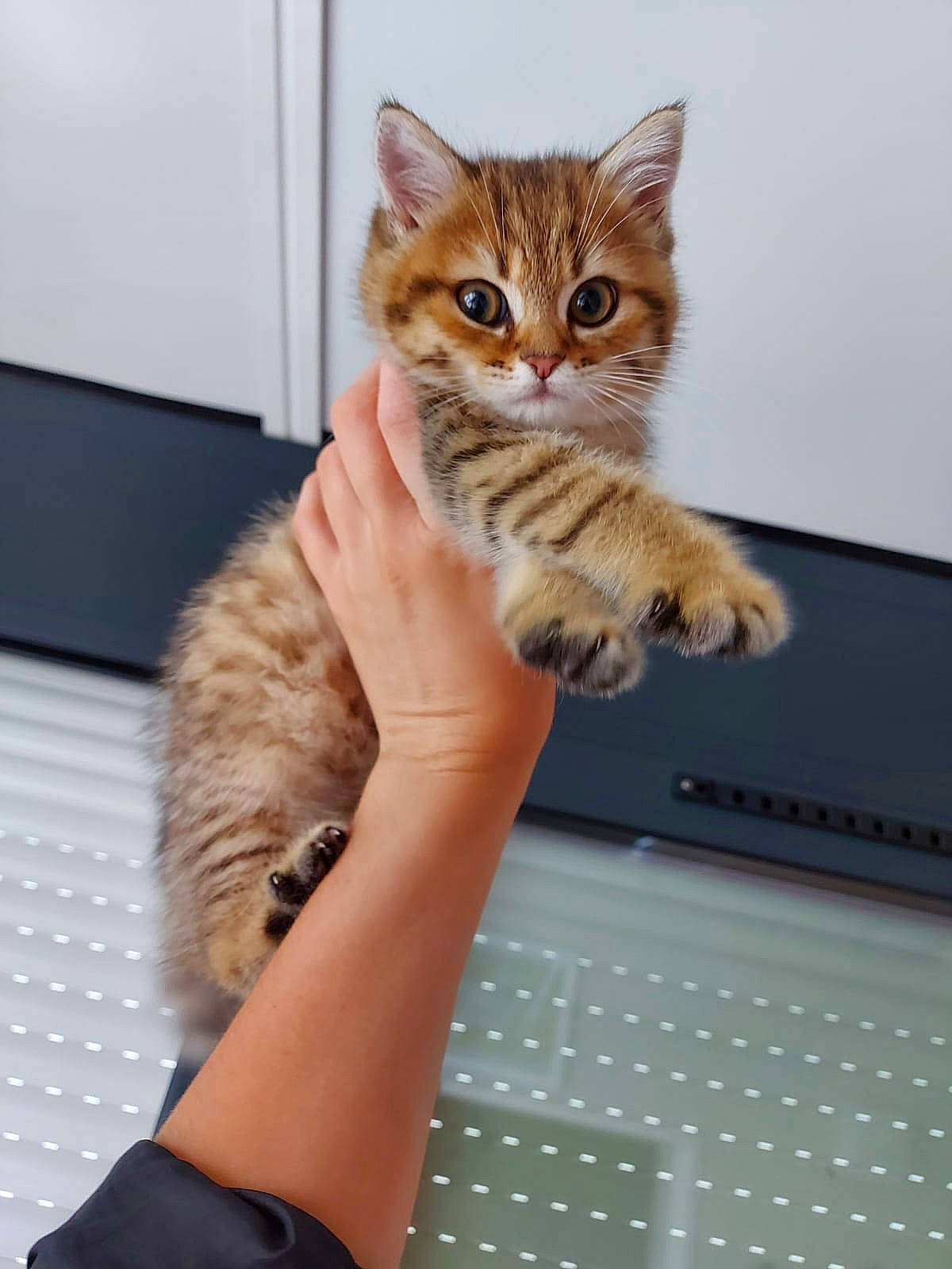 Rhéa participe au concours pour gagner de l'argent avec cette photo : american_shorthair, asian, carnivore, cat, domestic_short_haired_cat, dragon_li, european_shorthair, felidae, fur, hand, kitten, leg, mammal, paw, pixie_bob, polydactyl_cat, skin, small_to_medium_sized_cats, tabby_cat, whiskers