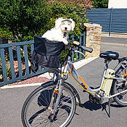 Buzz a rejoint le concours — aidez-le/la à gagner de superbes lots ! dog, bicycle, basket, outdoor, sunny, garden, flowers, fence, stone_wall, pavement, greenery, pet, canine, daylight, blue_sky, curious, parked_bike, white_dog, small_dog, animal