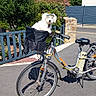 dog, bicycle, basket, outdoor, sunny, garden, flowers, fence, stone_wall, pavement, greenery, pet, canine, daylight, blue_sky, curious, parked_bike, white_dog, small_dog, animal