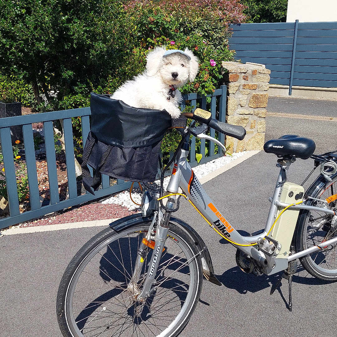 Buzz a rejoint le concours — aidez-le/la à gagner de superbes lots ! dog, bicycle, basket, outdoor, sunny, garden, flowers, fence, stone_wall, pavement, greenery, pet, canine, daylight, blue_sky, curious, parked_bike, white_dog, small_dog, animal