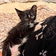 Apollo joined the competition — help win amazing prizes! kitten, cat, black_and_white, whiskers, blanket, soft_texture, paw, fur, relaxed, indoor, cozy, cute, pet, animal, winking, lying_down, comfort, feline, young, playful