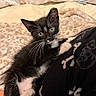 Apollo joined the competition — help win amazing prizes! kitten, cat, black_and_white, whiskers, pet, cute, cozy, blanket, feline, indoor, clothing, pattern, bones, resting, looking, animal, young, fur, paw, curious