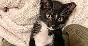 Apollo is registered to the contest to win money with this photo: animal, black_and_white, blanket, cat, close_up, cozy, cute, eyes, feline, fur, indoor, kitten, lying_down, paws, pet, relaxed, soft, texture, whiskers, young
