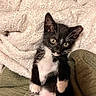 Apollo is registered to the contest to win money with this photo: kitten, cat, black_and_white, pet, animal, feline, young, cute, lying_down, blanket, texture, fur, whiskers, indoor, close_up, eyes, paws, relaxed, cozy, soft