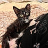 kitten, black_and_white, cat, pet, feline, young, fur, whiskers, eyes, claws, blanket, fabric, cozy, indoor, cute, animal, paw, lying_down, comfort, curious