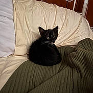 Apollo is registered to the contest to win money with this photo: animal, bed, black_cat, blanket, cat, cozy, curious, cute, domestic, fur, furniture, indoor, kitten, pet, pillow, relaxing, resting, sleeping_area, small_animal, whiskers