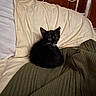 kitten, cat, black_cat, bed, blanket, pillow, indoor, furniture, pet, animal, cozy, curious, resting, whiskers, sleeping_area, domestic, cute, small_animal, relaxing, fur