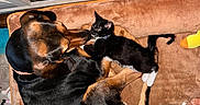 Apollo is registered to the contest to win money with this photo: dog, cat, kitten, pet, animal, brown_cushion, black_dog, black_and_white_cat, indoor, home, furniture, cabinet, toy, paw, curled_up, resting, cute, companion, cozy, floor