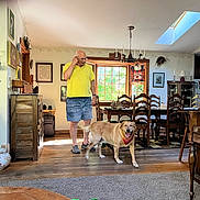 Quincy joined the competition — help win amazing prizes! dog, golden_retriever, bandana, man, yellow_shirt, blue_shorts, living_room, wooden_floor, window, dining_table, chairs, cabinet, carpet, chandelier, home_decor, happy, pet, indoor, person, casual_clothing