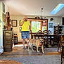 dog, golden_retriever, bandana, man, yellow_shirt, blue_shorts, living_room, wooden_floor, window, dining_table, chairs, cabinet, carpet, chandelier, home_decor, happy, pet, indoor, person, casual_clothing
