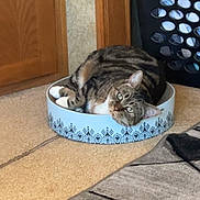 Kitty is registered to the contest to win money with this photo: cat, tabby_cat, pet, indoor, carpet, cat_bed, feline, relaxed, curious, animal, household, furniture, laundry_basket, wooden_cabinet, patterned_bed, floor, comfort, cute, looking_at_camera, domestic