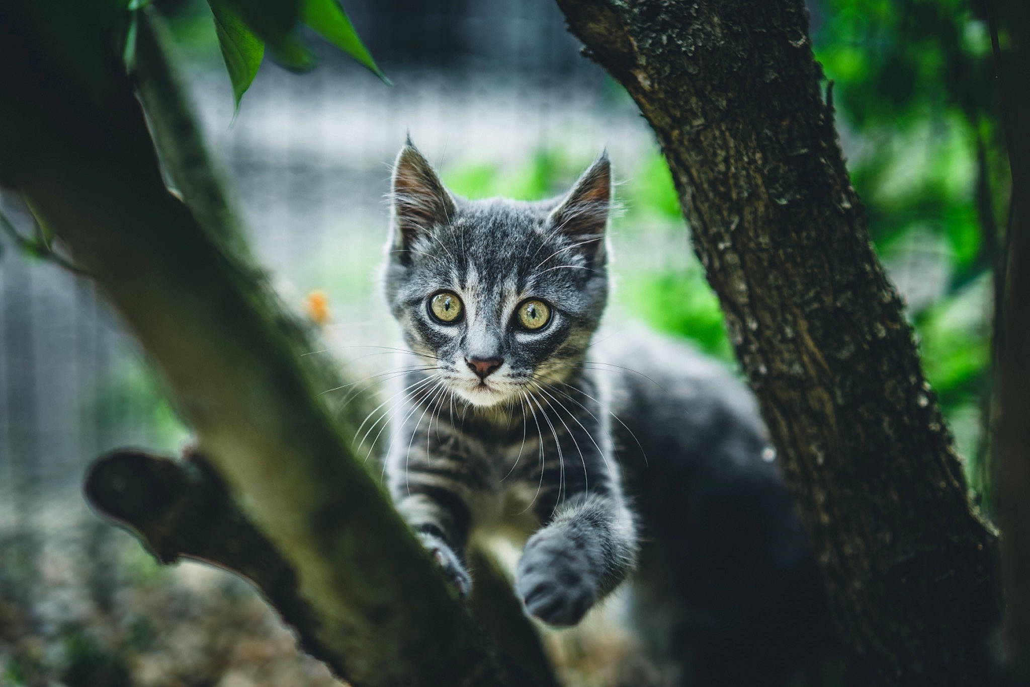 Pogo participe au concours pour gagner de l'argent avec cette photo : branch, carnivore, cat, domestic_short_haired_cat, felidae, forest, fur, grass, jungle, plant, small_to_medium_sized_cats, snout, terrestrial_animal, terrestrial_plant, tree, trunk, twig, whiskers, wildlife, wood