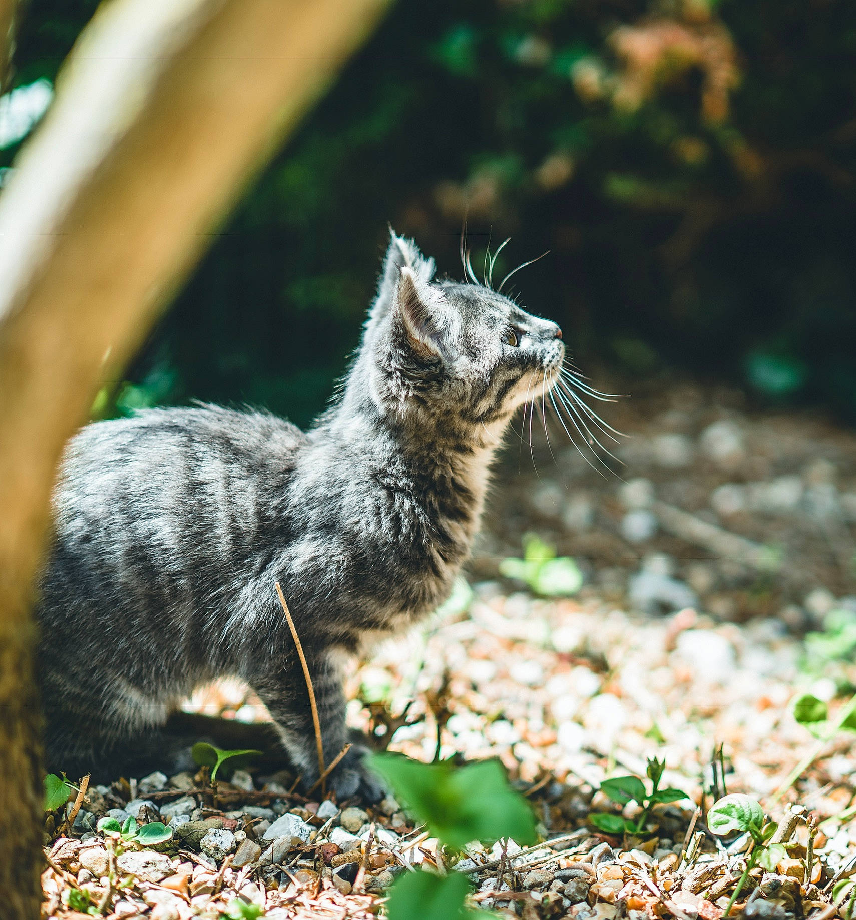 Pogo a rejoint le concours — aidez-le/la à gagner de superbes lots ! carnivore, cat, claw, domestic_short_haired_cat, felidae, fur, grass, paw, plant, small_to_medium_sized_cats, soil, tail, terrestrial_animal, terrestrial_plant, whiskers, wildlife