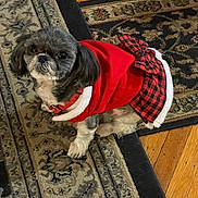 Katie joined the competition — help win amazing prizes! adorable, animal, black_and_white_fur, carpet, checkered_bow, companion, cute, dog, domestic_animal, floor, fur, holiday_outfit, indoor, looking_up, pet, red_clothing, rug, sitting, small_dog, wood_floor