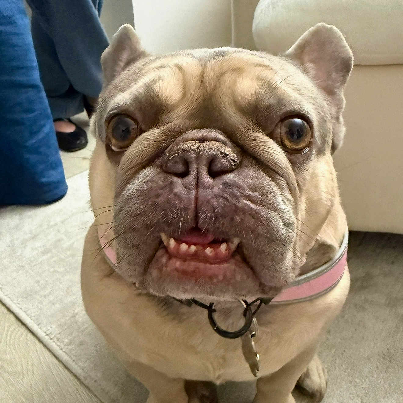 Darla
