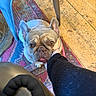 Darla joined the competition — help win amazing prizes! dog, french_bulldog, pet, animal, indoor, carpet, floor, chair, hand, human, looking_up, cute, tongue_out, brown, ears, collar, domestic_animal, closeup, person, sitting