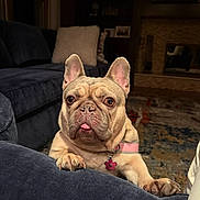 Darla is registered to the contest to win money with this photo: french_bulldog, dog, pet, couch, living_room, collar, pink_collar, flower_tag, tongue_out, cozy, indoor, carpet, pillow, fireplace, furniture, home, cute, animal, mammal, portrait