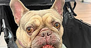 Darla is registered to the contest to win money with this photo: french_bulldog, dog, pet, stroller, indoor, animal, canine, face, ears, collar, closeup, expression, cute, portrait, looking_up, seated, fur, whiskers, teeth, blurry_background