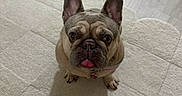 Darla is registered to the contest to win money with this photo: adorable, animal, brown, carpet, collar, companion, cute, dog, domestic_animal, ears_up, face, floor, french_bulldog, fur, indoor, looking_up, pet, sitting, small_dog, tongue_out