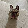 dog, french_bulldog, pet, cute, tongue_out, looking_up, indoor, floor, carpet, ears_up, brown, small_dog, animal, domestic_animal, companion, adorable, face, sitting, fur, collar