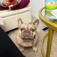 Darla is registered to the contest to win money with this photo: carpet, clothing, collar, couch, cup, dog, ears, face, floor, french_bulldog, furniture, indoor, legs, looking_up, paws, person, pet, phone, sitting, table