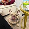 dog, french_bulldog, pet, indoor, carpet, table, cup, person, phone, couch, clothing, sitting, legs, paws, collar, face, ears, looking_up, floor, furniture