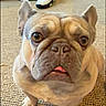 Darla joined the competition — help win amazing prizes! dog, french_bulldog, pet, indoor, carpet, close_up, animal, cute, tongue_out, sitting, white_sneakers, footwear, furniture, couch, brown, beige, curious, face, ears, paw