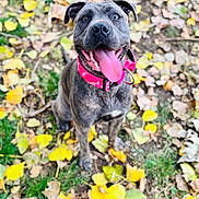 Bonnie is registered to the contest to win money with this photo: dog, canine, pet, animal, happy, tongue_out, collar, pink_collar, autumn, fall_leaves, yellow_leaves, grass, outdoor, nature, playful, sitting, close_up, portrait, excited, brindle_coat