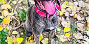 Bonnie is registered to the contest to win money with this photo: animal, autumn, brindle_coat, canine, close_up, collar, dog, excited, fall_leaves, grass, happy, nature, outdoor, pet, pink_collar, playful, portrait, sitting, tongue_out, yellow_leaves