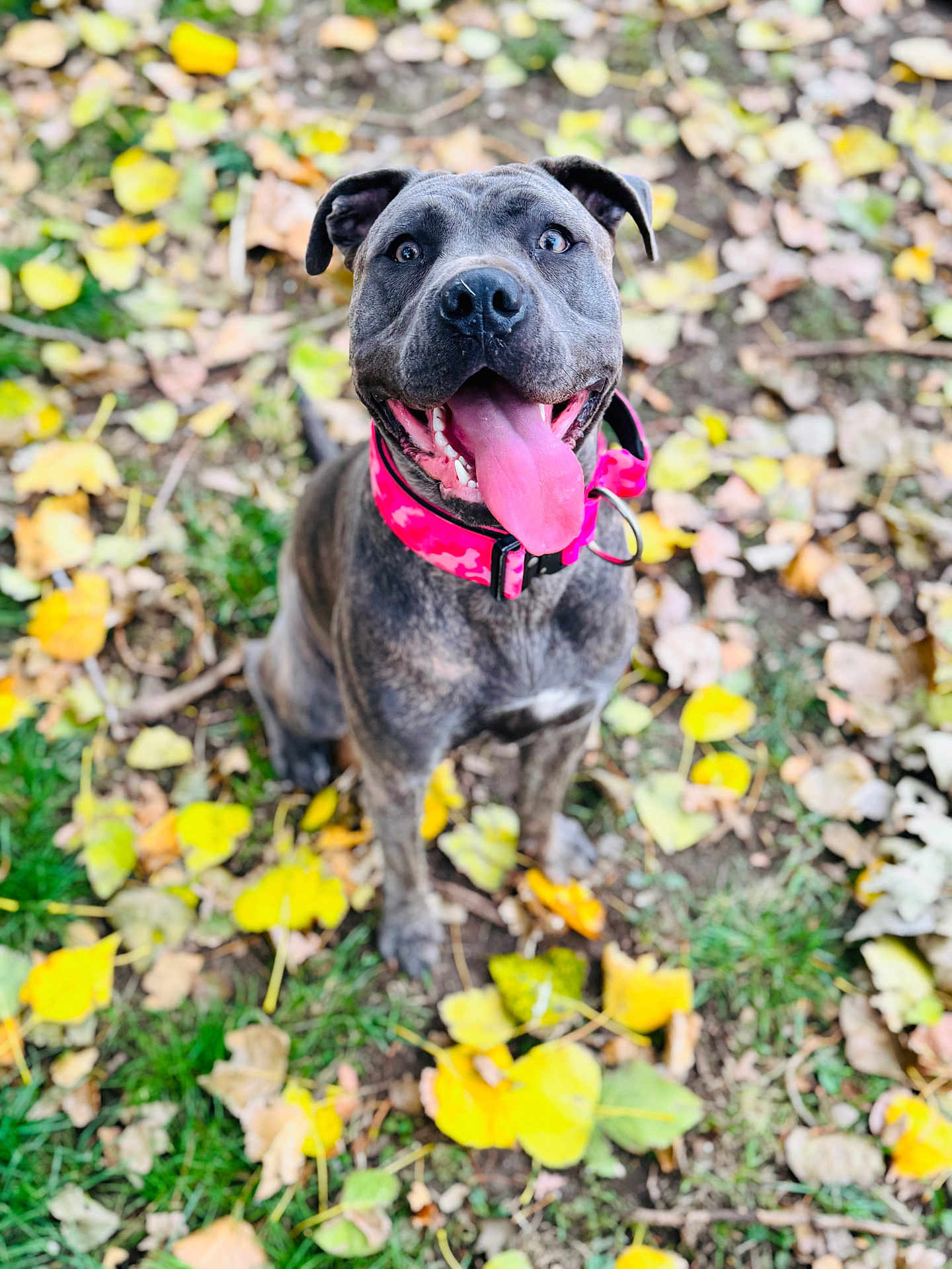 Bonnie is registered to the contest to win money with this photo: dog, canine, pet, animal, happy, tongue_out, collar, pink_collar, autumn, fall_leaves, yellow_leaves, grass, outdoor, nature, playful, sitting, close_up, portrait, excited, brindle_coat