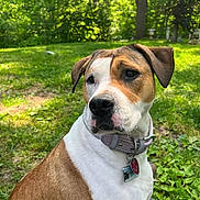 Winnie joined the competition — help win amazing prizes! dog, brown_and_white_coat, collar, tags, outdoor, grass, trees, sunlight, pet, canine, nature, park, animal, portrait, sitting, greenery, daylight, ears, snout, leisure