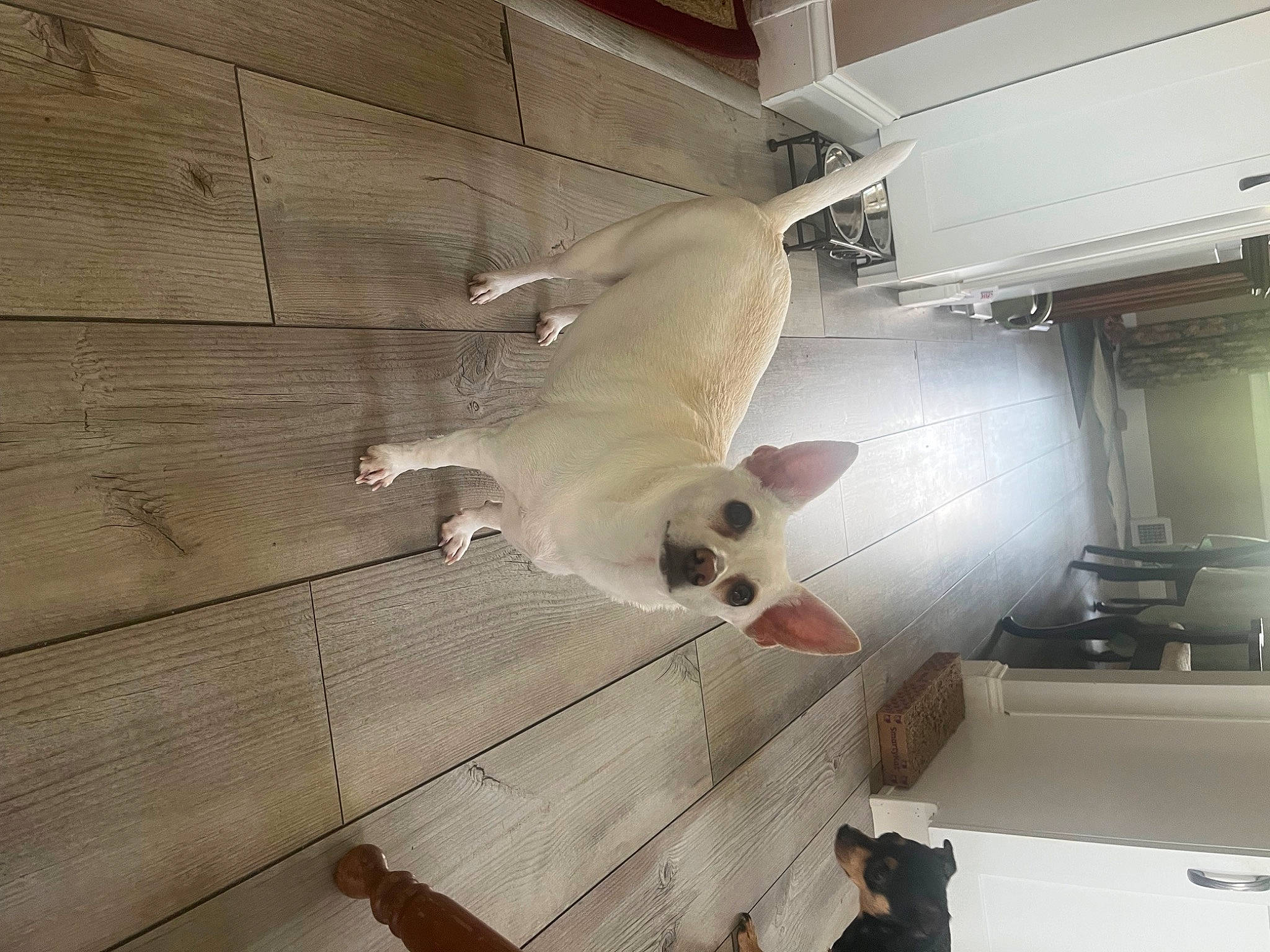 Mjay joined the competition — help win amazing prizes! canidae, carnivore, comfort, companion_dog, dog, dog_breed, fawn, felidae, floor, flooring, hardwood, pet_supply, small_to_medium_sized_cats, snout, stairs, tail, toy, whiskers, wood, working_animal